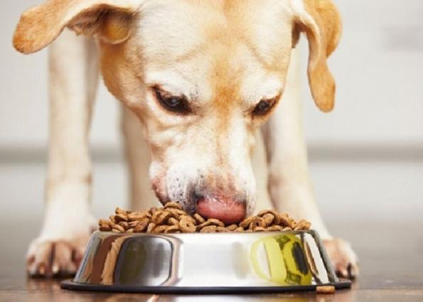 عرضه کننده انواع غذای مناسب سگ