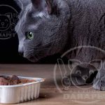 مرجع خرید کنسرو غذای گربه ایرانی