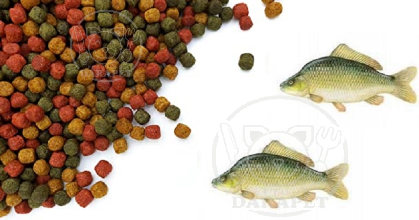 فاکتورهای مهم هنگام خرید غذای ماهی کپور